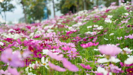 Nature background of pink cosmos flower blossom in garden