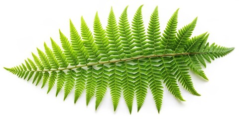 Fern Frond Closeup