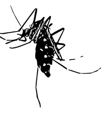 silhouette of a mosquito