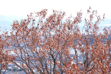 枯れ葉が残る樹