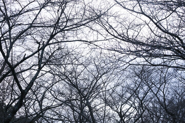 冬の落葉した木々