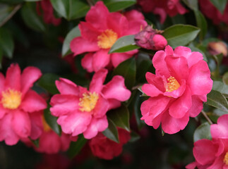 冬を彩る赤い山茶花の花