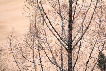 Obraz premium 秋の落葉した枝