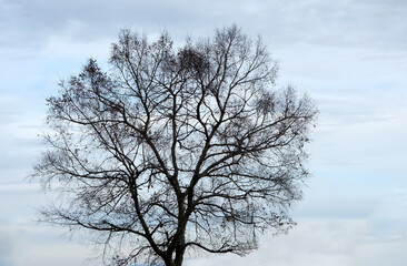 冬の落葉した樹