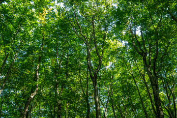 Leaf blurred background. Green leaf on blurred greenery background. Bokeh summer nature background. Green nature. Green leaf in forest. Leaves blurred backdrop. Green leaf background.