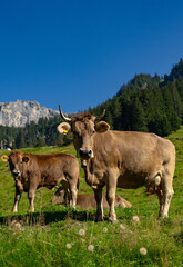 Cow with horns. Cattle, beeves. Cow at meadow. Beef cattle in green field. Cow in grassy pasture. Cow in the countryside. Cows graze on summer meadow. Rural landscapes with cows. Cows in a pasture.