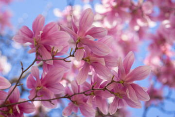 Spring bloom pink magnolia tree flowers. Blossom magnolia flower on blue sky background. Spring background. Blossom texture. Spring banner.