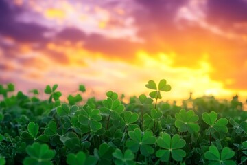 Clover field at sunset with vibrant orange and purple sky