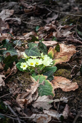 Yellow primrose (Primula vulgaris) blooms in early spring showcasing its vibrant petals amidst green foliage. This wildflower symbolizes the arrival of spring & is commonly found in European woodlands