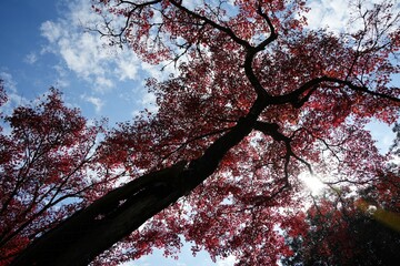 紅葉の隙間に広がる秋の光
