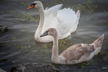 Grey Swan, a young juvenile swan, swimming on the danube in belgrade next to an older white swan. Swans, or cygnus, are white bird from European rivers.