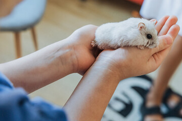 Child interacting with her beloved white hamster