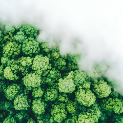 Aerial view misty forest canopy (1)