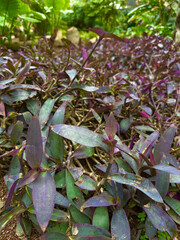 red and green leaves
Tenerife. Canary Islands