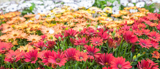Dimorphotheca ecklonis also known as Cape Marguerite