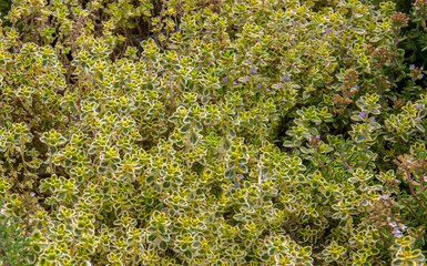 Thymus citriodorus, a lemon-scented evergreen mat