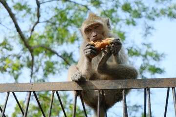 Monkey Sitting on Fence Eating Food with Trees in Background