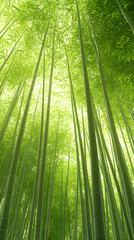 Fototapeta premium Bamboo forest sunlight serene nature wallpaper