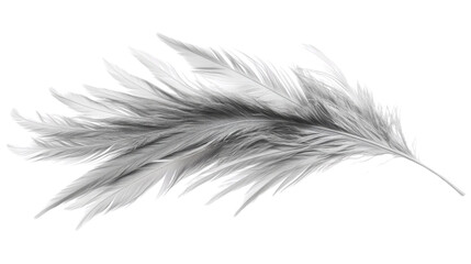 Gray feather on transparent background