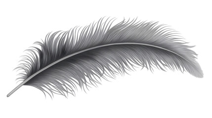 Gray feather on transparent background