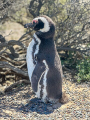 penguin on the rocks