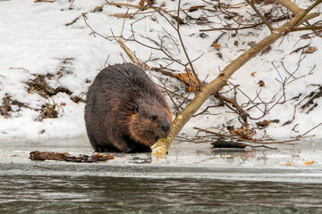 A North American beaver (Castor canadensis) drags a branch into a frigid river in west-end Toronto. The industrious beaver, Canada's national animal, is the second largest rodent after the capybara. © Colin N. Perkel