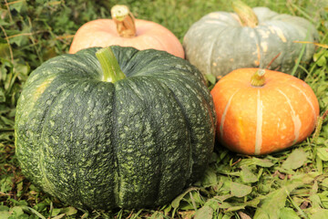 Pumpkin organic harvest in garden. Orange and green different colorful fresh pumpkins on sun in sunlight close-up