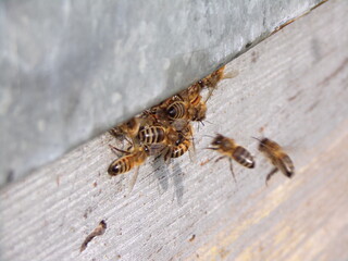 Ruches et abeilles