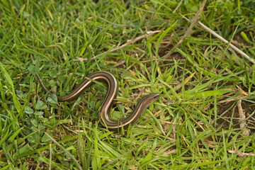fienarola o luscengola. Chalcides chalcides. Abbasanta. Oristano. Sardegna. Italia.