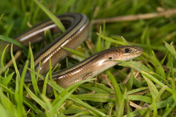 fienarola o luscengola. Chalcides chalcides. Abbasanta. Oristano. Sardegna. Italia.