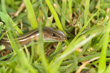 fienarola o luscengola. Chalcides chalcides. Abbasanta. Oristano. Sardegna. Italia.