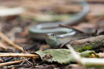 fienarola o luscengola. Chalcides chalcides.Villanova Monteleone. Monte Minerva, SS, Sardegna. Italia.