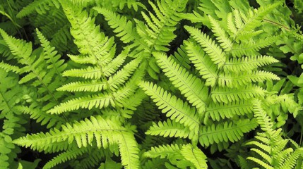 A close-up of a vibrant green fern leaf, symbolizing growth, renewal, and the positive energy of nature.