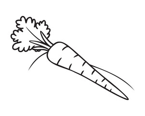 Freshly picked carrot illustration.