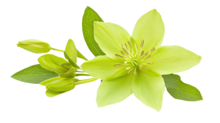 Colorful green flower on transparent background