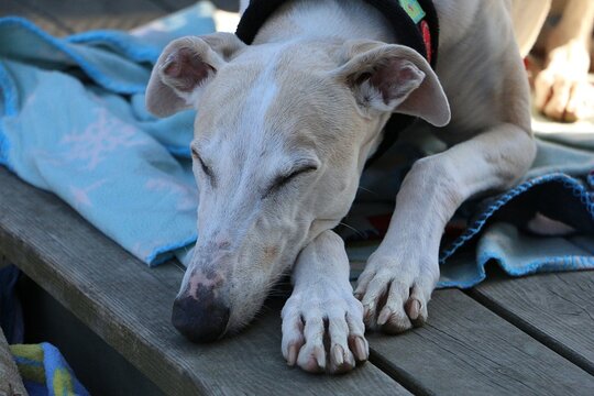 pretty light galgo lies on a blanket in the shade on the wooden terrace in the shade and sleeps
