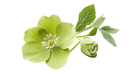 Colorful green flower on transparent background