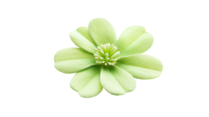Colorful green flower on transparent background