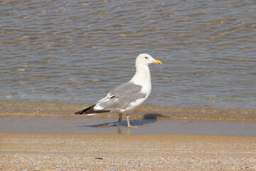 福岡市の志賀島海岸のかもめ、