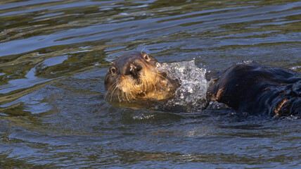 Fototapeta premium An Otter on the water.