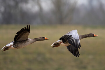 Zwei Graugänse im Flug
