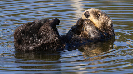 An Otter on the water.