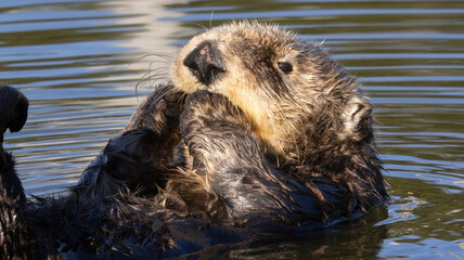 An Otter on the water.