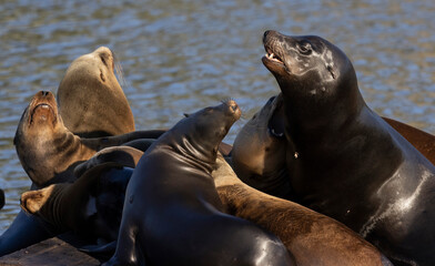 Naklejka premium California Sea Lions on a pier