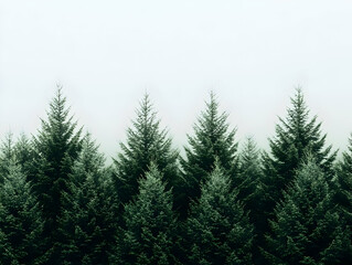 Misty forest trees, nature background, peaceful landscape