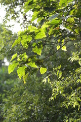 Beautifullandscape pictures of Sri Lanka 