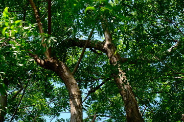 Lush Green Canopy of Dense Foliage in a Sunlit Forest