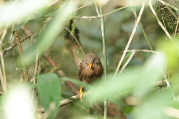 Sri Lankan Birds in the Wild. 
