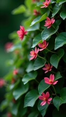 Low growing evergreen shrub with ivy-like leaves and delicate flowers, Cyclamen, Shrubs, Evergreen