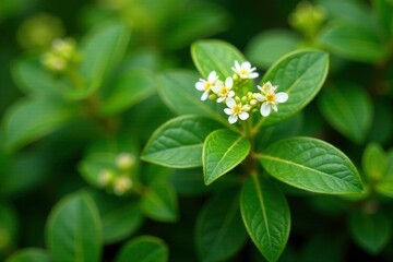 Low growing shrub with tiny white flowers and green foliage, Andromeda polifolia, evergreen
